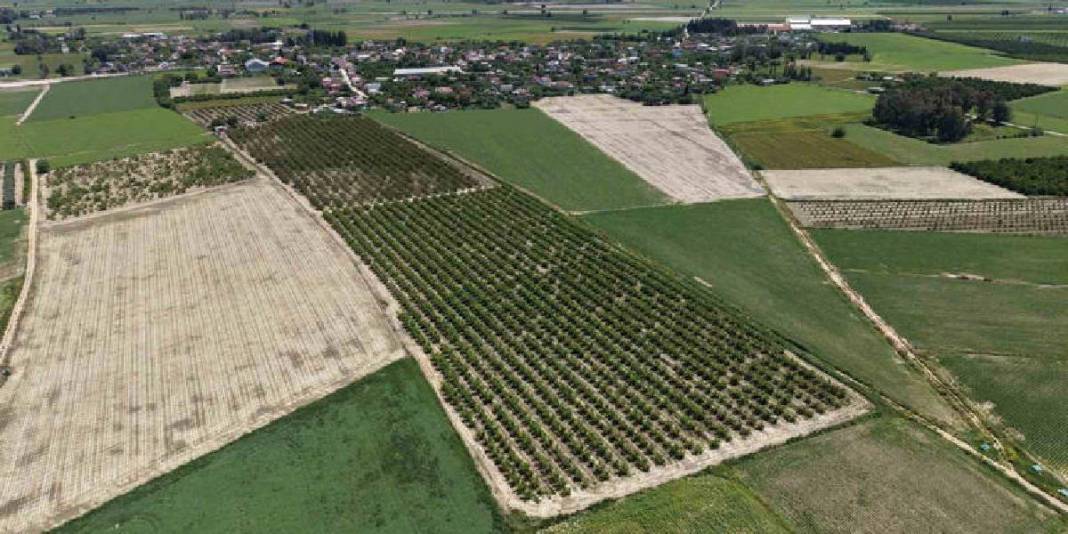 30 dönümden 20 ton rekolte bekleniyor! Bahçede kilosu 60-80 TL 5
